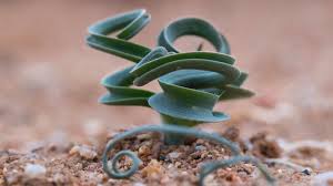 Image result for Albuca