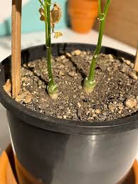 Image result for Kedrostis africana