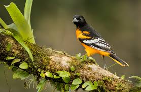 On wednesday the politicians, the reporters, the camera crews, and the protesters from outside will pack up their bags and leave. Discover A Few Quick Facts About Migrating Orioles