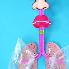 How To Make A Lung Model With Kids
