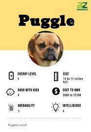 Image result for puggle