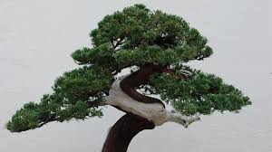 About 25days cbm 1.7 detailed images packing & delivery our service our company related products. Bonsai Theft Japanese Couple Robbed Of 400 Year Old Tree Bbc News