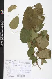 Image result for Telosma africana