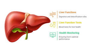 Image result for Liver Function Test
