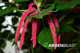 Image result for Acalypha hispida