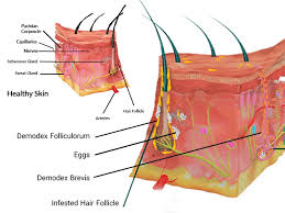 Image result for Demodex brevis