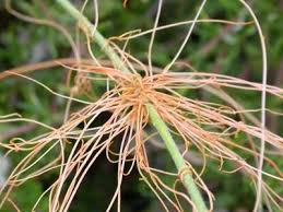Image result for Acacia pentagona