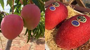 They originate from irwin mangoes, which came across from florida to be cultivated in japan's. G Tp5bozb5notm