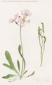 Image result for Pavetta rwandensis