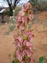 Image result for Rumex ruwenzoriensis