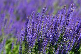 Lavender aesthetic flower aesthetic purple aesthetic aesthetic photo aesthetic pictures aesthetic light plants are friends no rain pretty flowers. 30 Best Plants With Purple Flowers