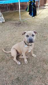 My first pittie will be a blue brindle. Blue Fawn Pitbulls Blue Fawn Pitbull Pit Puppies Bully Dog