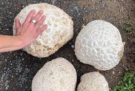 Us cups to ounces of fresh mushrooms. Princeton Woman Finds Seven Pound Mushroom Bc Local News