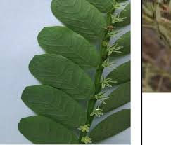 Image result for Phyllanthus muellerianus