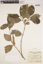 Image result for Galium chloroionanthum