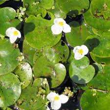Image result for Hydrostachys bismarckii