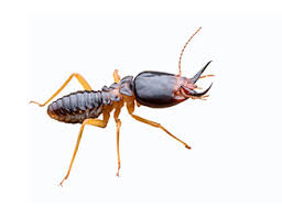 .pest control, why should you hire a professional service versus using sprays and chemicals from a big box store?, hickory exterminators, professional pest control hickory, exterminators hickory, nc. Termite Treatment Control Services Pest Authority