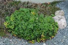 Image result for Alchemilla johnstonii