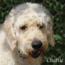 Adopt Charlie On Petfinder Animal Rescue League Dog Adoption Animal Rescue