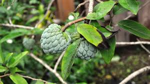 Image result for Annona reticulata