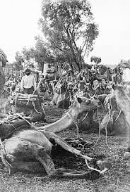 The story is set in arabia, when the world was new and camels did not have humps. Afghan Cameleers In Australia Wikipedia