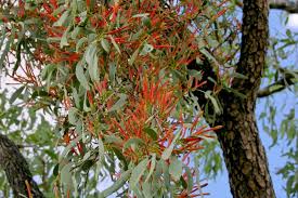 Evergreen trees are an important feature of our landscape and are a much sort after addition to most gardens. Unveiling The Misunderstood Magical Mistletoes Of Australia Abc Everyday