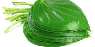 Lazimnya, daun sirih hanya sinonim dengan kaum wanita. Segudang Manfaat Daun Sirih Hijau Dan Merah Yang Sayang Dilewatkan Kegunaan Efek Samping Interaksi Hello Sehat