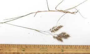 Image result for Pentameris