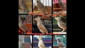 Merk pakan branjangan tersebut yaitu golden seeds, hw, voer setan, bijian setan, hien bao khanh dan masih banyak lagi. Branjangan Jenis Jenis Branjangan Part1 Youtube