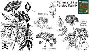 Apiaceae Parsley Or Carrot Family Identify Herbs Plants