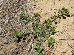 Never eat any wild plant unless you are 100% sure that you have identified an edible species. Portulaca Oleracea Common Purslane Garden Purslane Little Hogweed Little Hog Weed Moss Rose Pigwee Pigweed Portulaca Purselane Purslane Pusley Red Root Rock Moss Verdolaga Wild Portulaca North Carolina Extension Gardener Plant