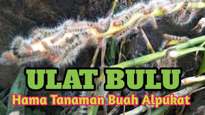 Ulat bulu ini lari nya cepat banget hai teman teman, hari ini faqih menemukan hewan ulat bulu yang bisa lari ayo menyanyi ulat bulu bersama bibitsku! Ulat Bulu Hama Tanaman Buah Alpukat Youtube