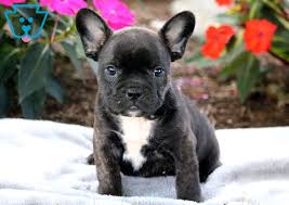 She has tons of personality. Cuddles French Bulldog Mix Puppy For Sale Keystone Puppies