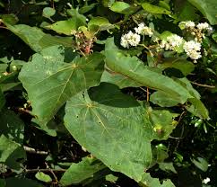 Image result for Dombeya lastii