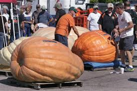 Image result for fat ass pumpkin