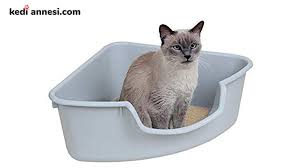 kedi tuvalet egitimi ve madde madde yapilmasi gerekenler kediannesi com