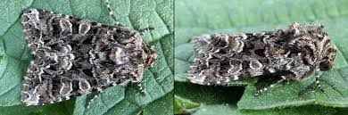 Image result for Hadena perplexa