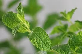 Pfefferminze kann zur haltbarmachung getrocknet werden. Minze Ernten So Pflucken Und Konservieren Sie Pfefferminze Richtig