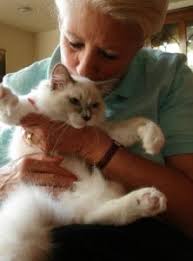 Ragdoll Cat Prince William