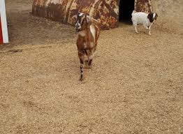 Maybe you would like to learn more about one of these? Mulch Bedding Williston Nd Chamley Pipe Salvage