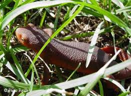 Image result for Dinebra caudata