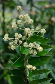 Image result for Embelia ruminata