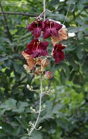 Image result for Kigelia