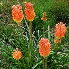 Image result for Searsia dentata