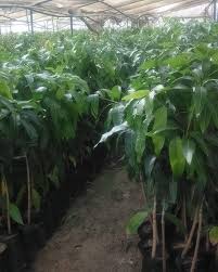 لدينا اكبر المشاتل لانتاج شتلات المانجو و الزيتون والموالح ومختلف الفاكهه على اعلى مستوى من الجوده ولدينا مهندسين متخصصي instagram posts plants instagram