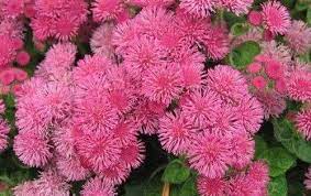 Floss Flower Seeds Ageratum Houstonianum Cloud Nine Pink Pel Early Variety Flowers Perennials Flower Seeds Poppy Flower Seeds