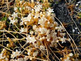 Image result for Cuscuta australis