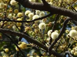 Image result for Embelia xylocarpa