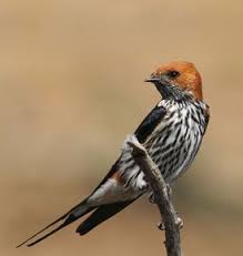 Brown Small Birds Of South Africa Complete Birds Of The World In One Book South African Birds World Birds Wild Birds