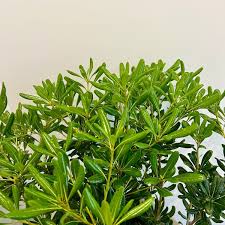 Image result for Pittosporum